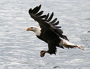 Bald eagle -a