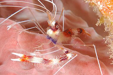Banded Coral Shrimp, Monito Island, Puerto Rico