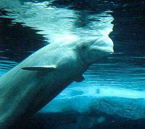 Beluga, Weißwal (Delphinapterus leucas)