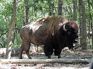 Bison in Lone Elk Park