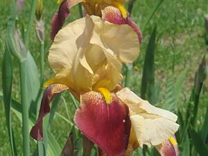 Blatant Iris May 2013