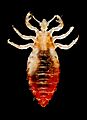 Body lice
