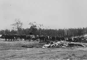 Bullock teams at Hancock and Gores sawmill Jimna ca. 1928f