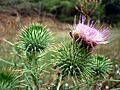 CIRSIUM VULGARE - MORROCURT - IB-154 (Lloba-carda)