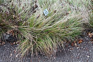 Calamagrostis rubescens - Regional Parks Botanic Garden, Berkeley, CA - DSC04539