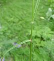 Calamagrostis rubescens 4