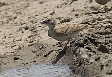 Calandrella brachydactyla - Greater Short-toed Lark 01.jpg