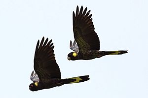 Calyptorhynchus funereus -Edithvale Wetlands, Melbourne, Victoria, Australia -two flying-8