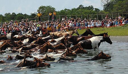 Chincoteague pony swim 2007