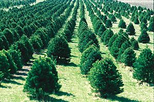 Christmas tree farm IA