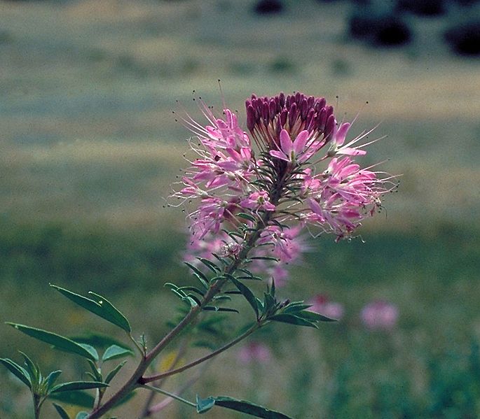 Cleome serrulata
