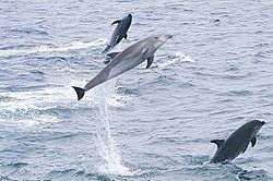 Common Bottlenose Dolphin (Tursiops truncatus) - Galapagos (2225816313)
