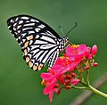 Butterfly Facts for Kids