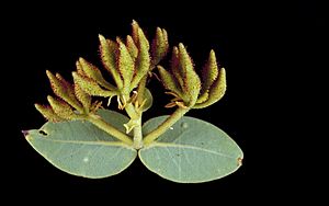 Corymbia setosa buds