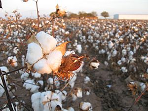 Cotton field kv15