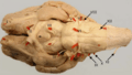 Cranial nerve sheep ventral