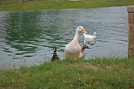 Crawford Farms Pond Ducks