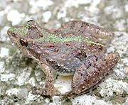 Cricket frog3.JPG