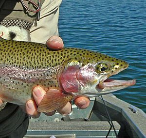 Croppedtrout