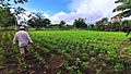 Cultivo en Isla Cañas Panama 01