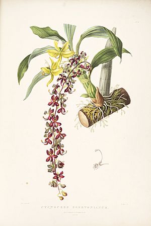 Cycnoches egertonianum - Bateman Orch. Mex. Guat. pl. 40 (1842)