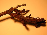 Deformed Blackthorn branch with Taphrina pruni