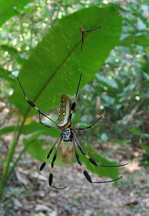 DirkvdM Nephila clavipes