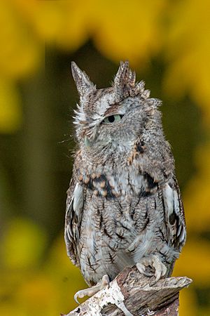 Eastern screech owl 1431