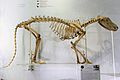 Em - Thylacinus cynocephalus - 4