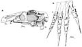 Erlikosaurus skull and foot