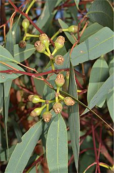 Eucalyptus ammophila foliage