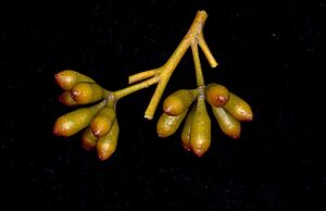 Eucalyptus cylindrocarpa buds