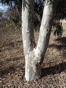 Eucalyptus michaeliana bark