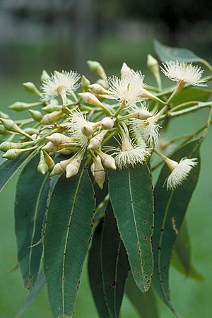 Eucalyptus pellita buds.jpg