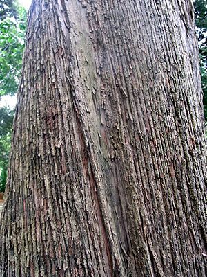 Eucalyptus siderophloia bark