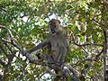 Female kinda baboon