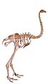 Giant moa skeleton