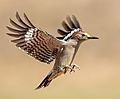 Golden-fronted Woodpecker (34120146624), crop