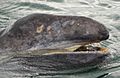 Gray whale calf by Marc Webber USFWS