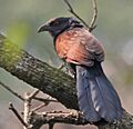 Greater Coucal (Centropus sinensis) at Narendrapur W IMG 4159