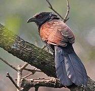 Greater Coucal (Centropus sinensis) at Narendrapur W IMG 4159