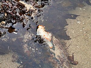 Haystack Rock Tidepools - 53061336176