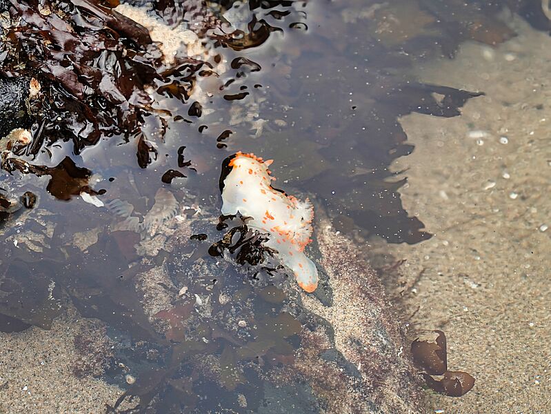 Haystack Rock Tidepools - 53061336176