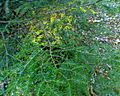 Hemlock's deciduous nature