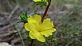 Hibbertia fasciculata flower