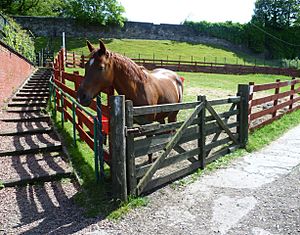 Horse at Gorgie City Farm