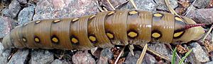 Hyles-gallii-caterpillar