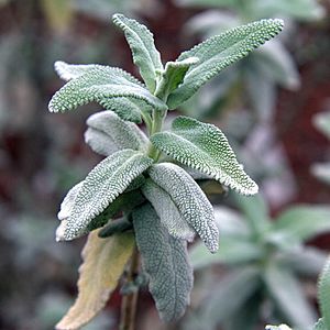IMG 0438-Salvia leucophylla