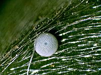 Icaricia icarioides missionensis egg