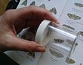 Identifying a Pug Moth at Gunnersbury Triangle